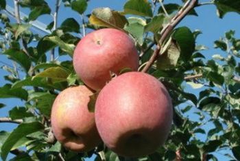 Pomme FUJI Verger de Leycuras